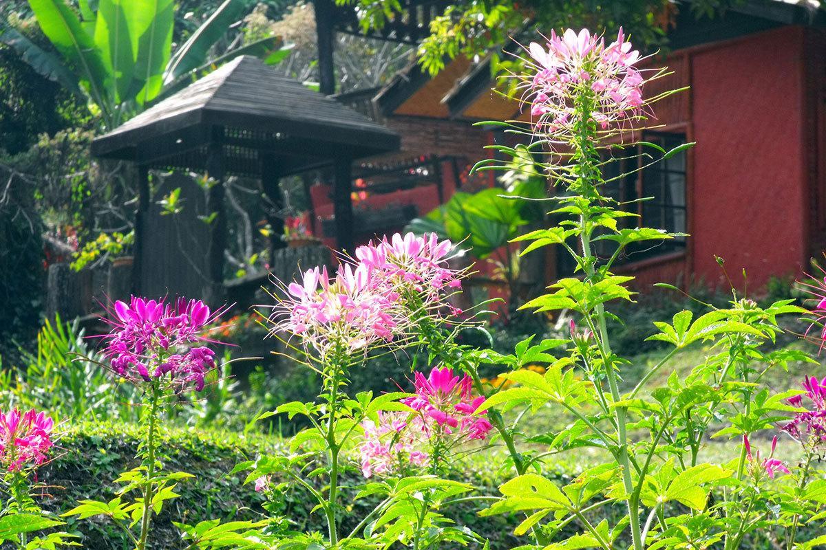Mae Sa Valley Garden Resort Ban Mae Mae Exterior foto